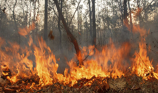 Prescribed Burns To Take Place